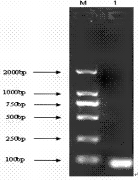 Construction method of recombinant plasmid of PD-L1 (programmed death-ligand 1) in chicken peripheral blood mononuclear lymphocytes, real-time gene abundance detection method and application of detection method