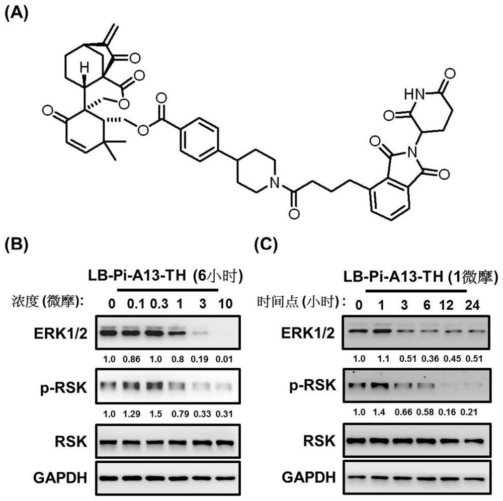 Targeting chimera for degrading ERK1/2 protein and application thereof