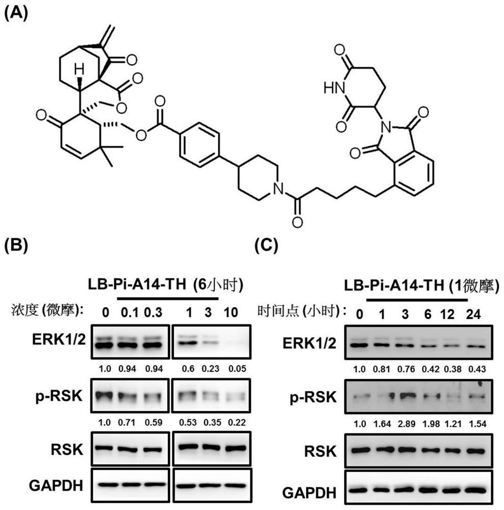 Targeting chimera for degrading ERK1/2 protein and application thereof