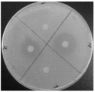 Preparation method of polar-region beneficial bacteria elements and application thereof