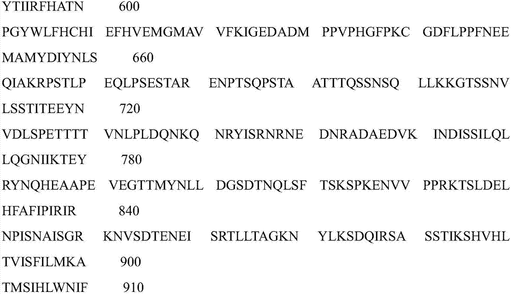 Bemisia tabaci MED (Mediterranean) cryptic species laccase LAC1 (laccase 1) and gene and application thereof