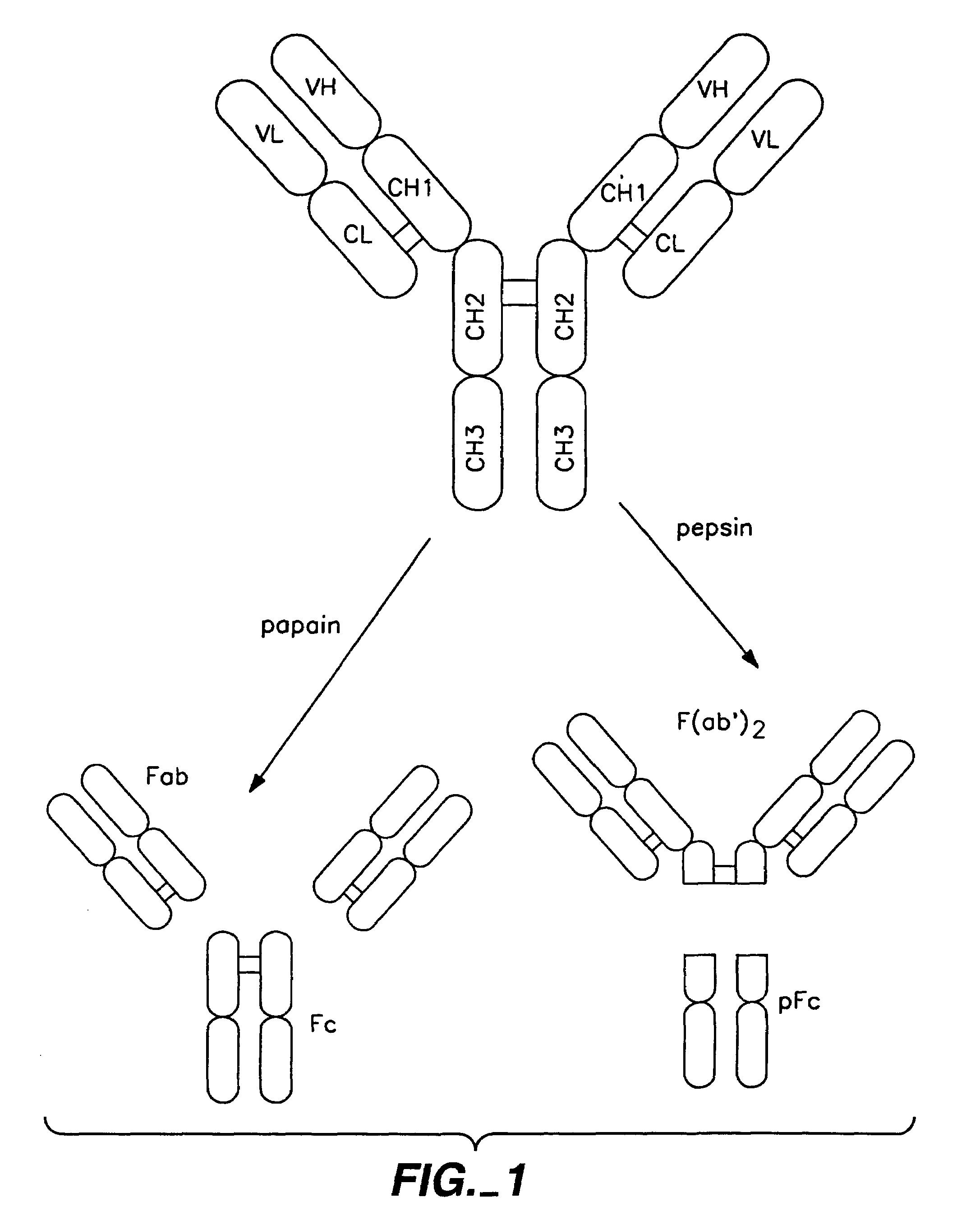 Polypeptide variants with altered effector function
