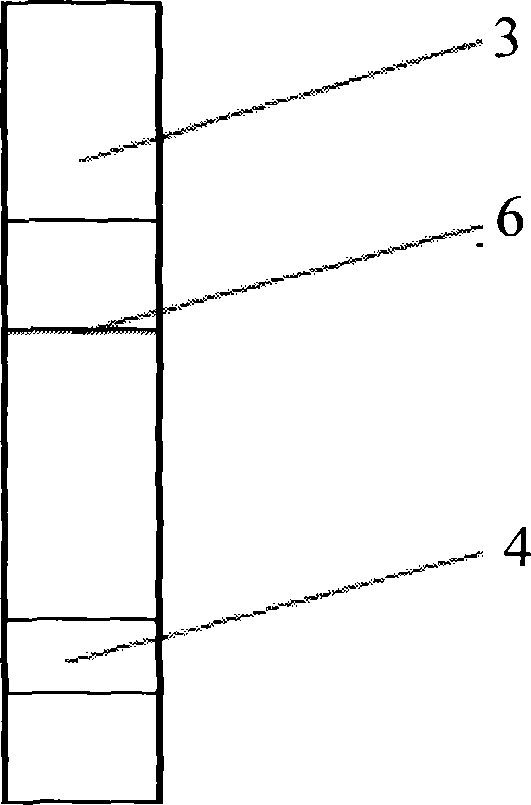 Haemophilus parasuis disease antibody detecting test strip and preparation method thereof