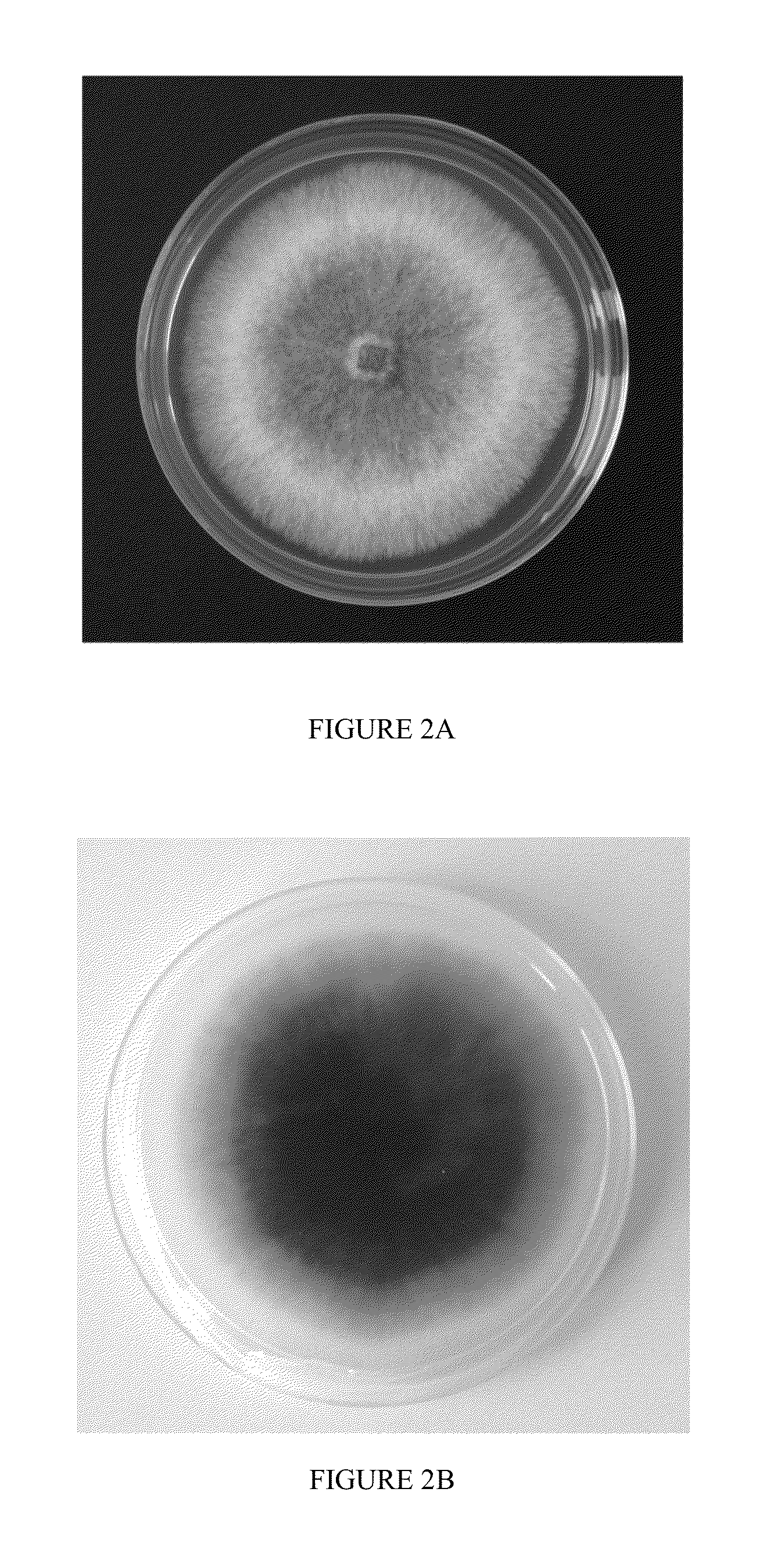 Method of Producing Volatile Organic Compounds from Microorganisms