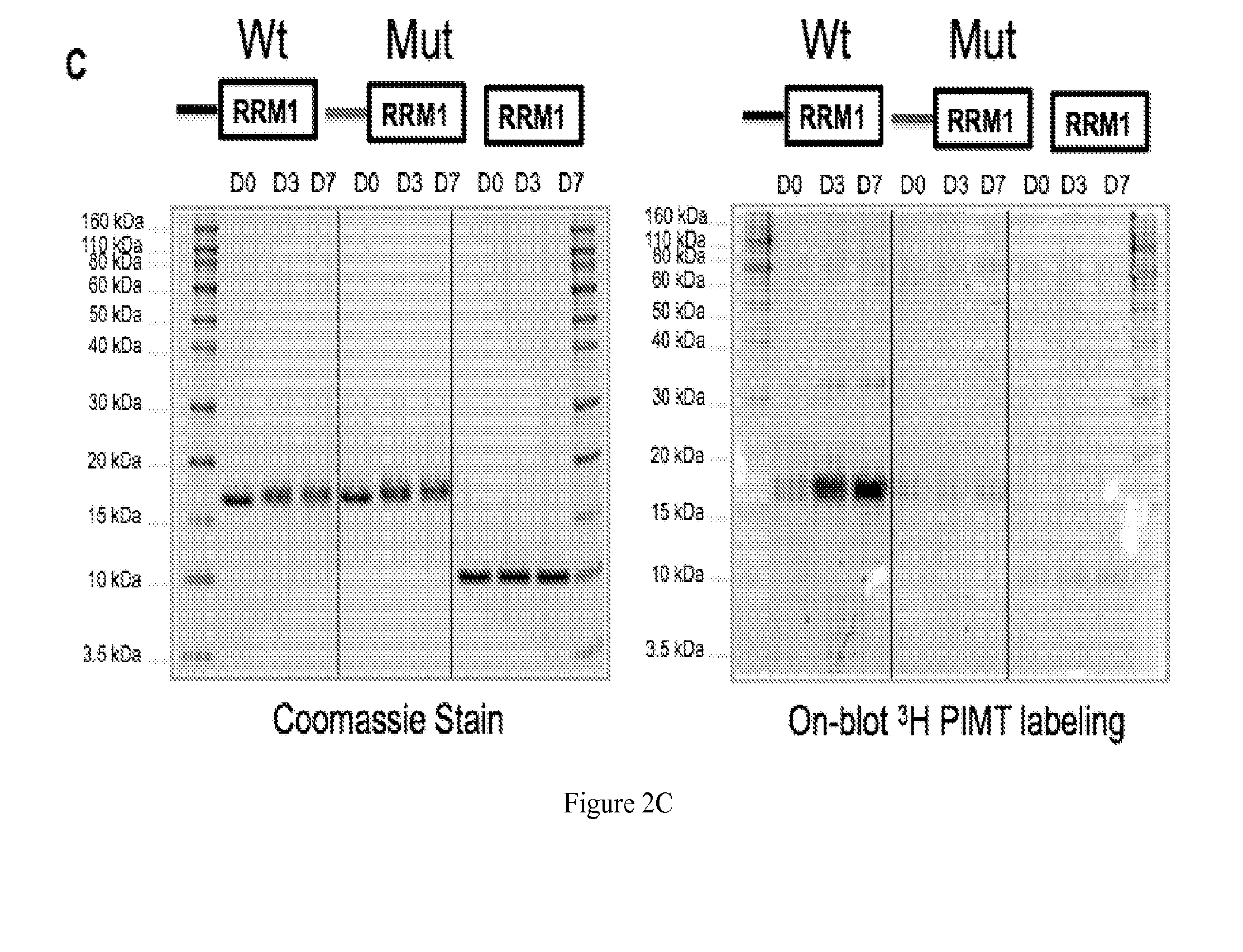 Methods and Compositions for Detecting, Imaging, and Treating Small Cell Lung Cancer Utilizing Post-Translationally Modified Residues and Higher Molecular Weight Antigenic Complexes in Proteins