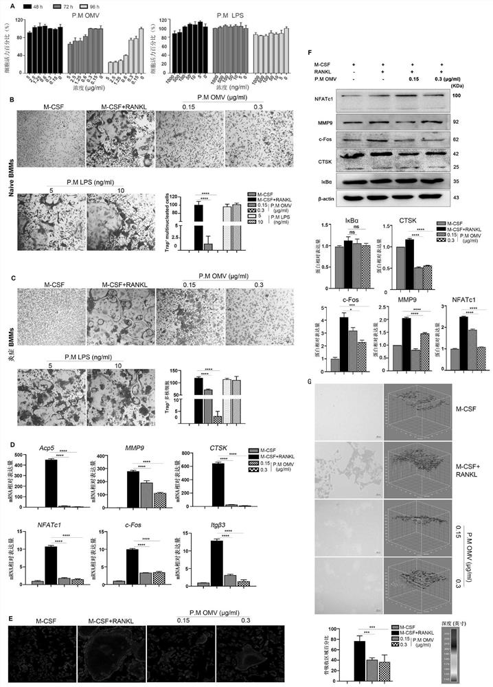 Application of proteus mirabilis outer membrane vesicle in preparation of medicine for preventing or treating osteolytic diseases