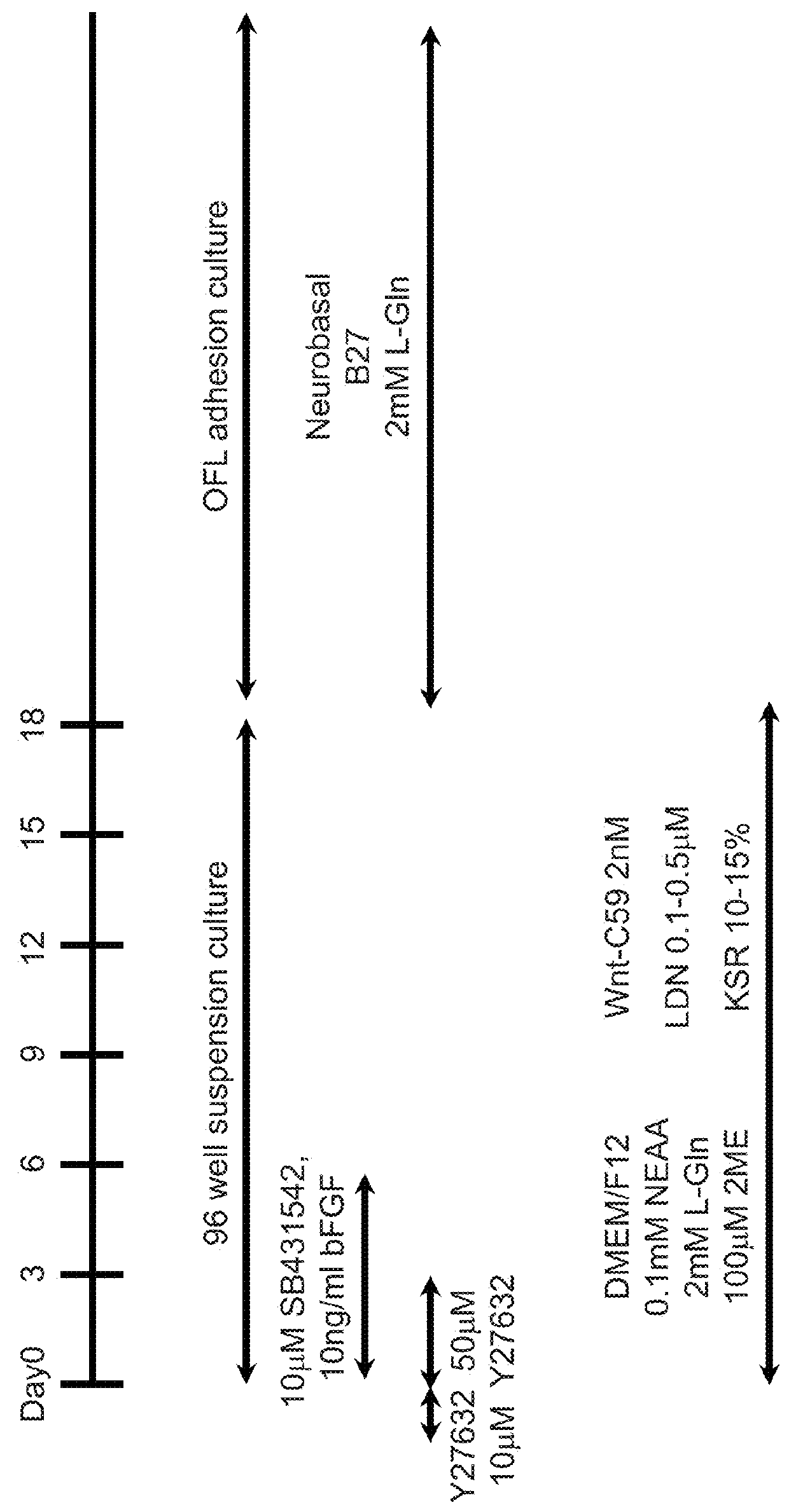 Method for inducing cerebral cortex neurons