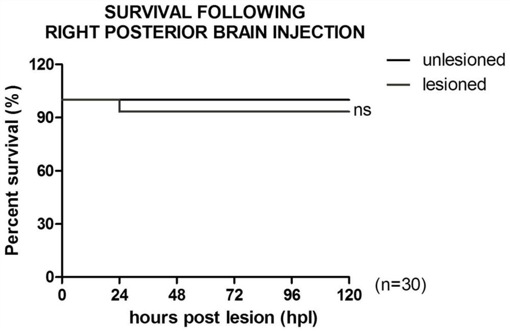 A zebrafish brain trauma model and its preparation method and application