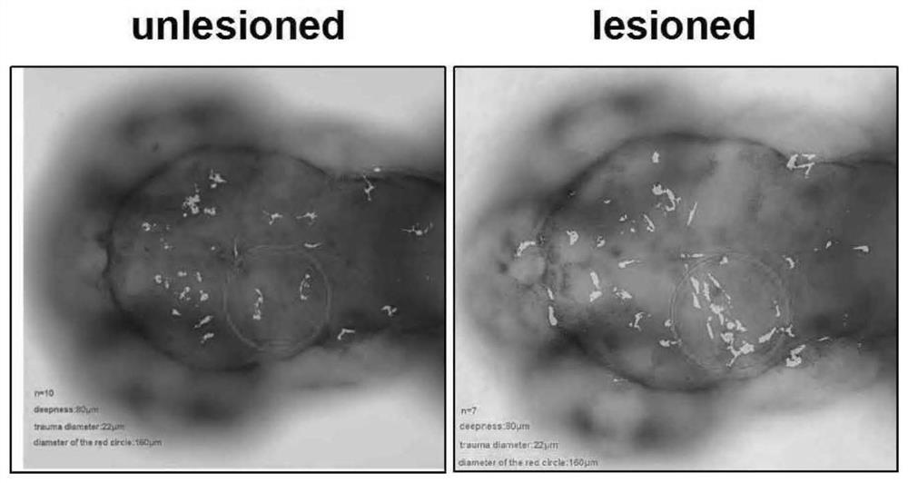 A zebrafish brain trauma model and its preparation method and application