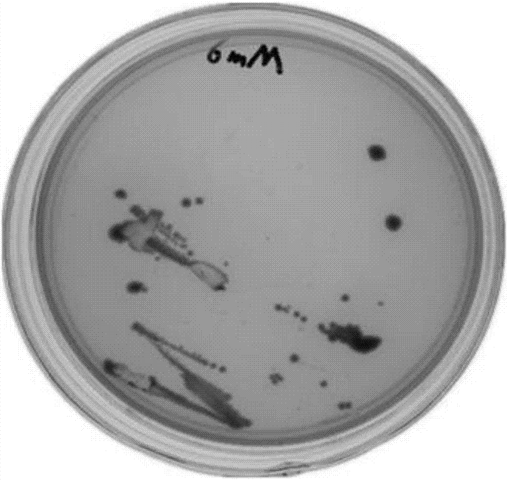 A kind of bacterial strain ld‑11 capable of promoting plant growth under drought stress and its application