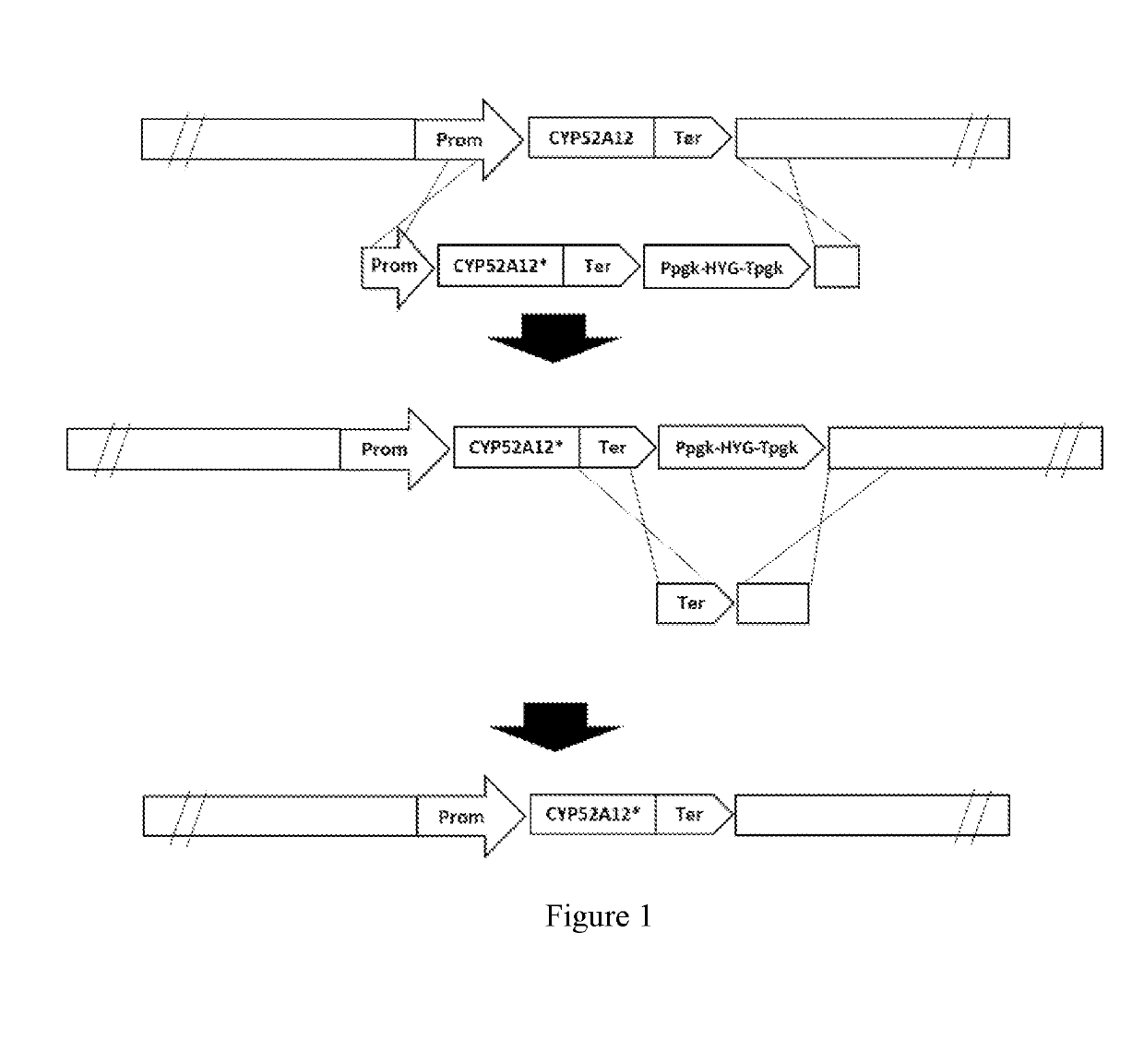 Directed evolution of cyp52a12 gene and its use in dicarboxylic acid production