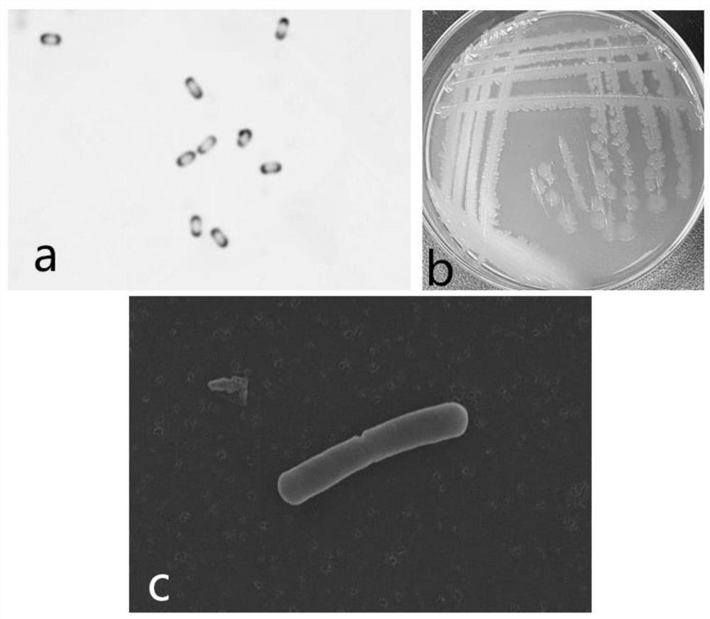 Bacillus velezensis SF305 with antagonistic effect on hevea brasiliensis and application of bacillus velezensis SF305