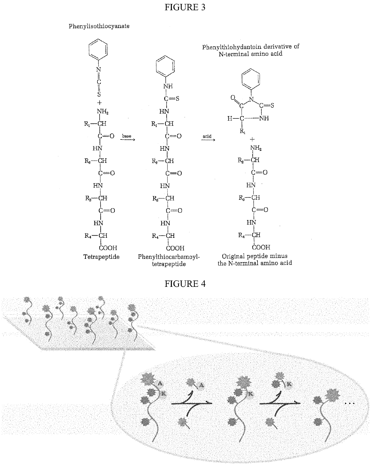 Single molecule peptide sequencing