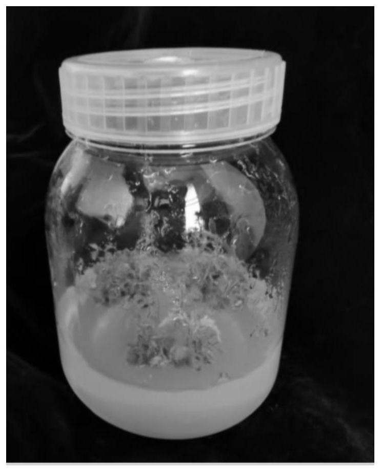 Method for efficiently transplanting betula platyphylla tissue culture seedlings