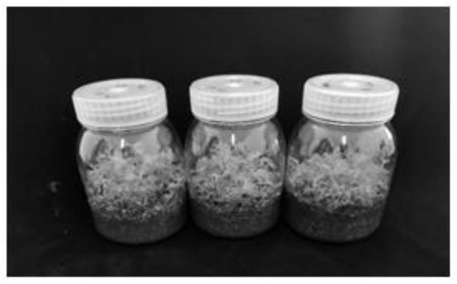 Method for efficiently transplanting betula platyphylla tissue culture seedlings