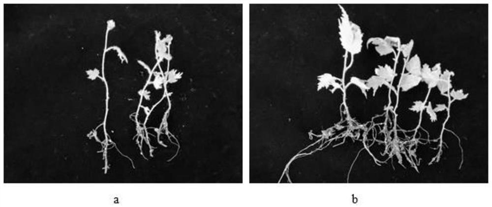 Method for efficiently transplanting betula platyphylla tissue culture seedlings