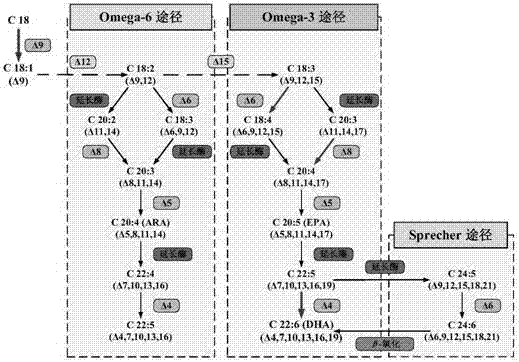 Method of analyzing and identifying DHA biosynthesis related fatty acid desaturase gene in crypthecodinium cohnii by means of De novo transcriptome