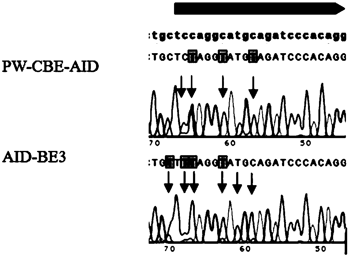 Composition for modifying nucleotide sequence, method and application