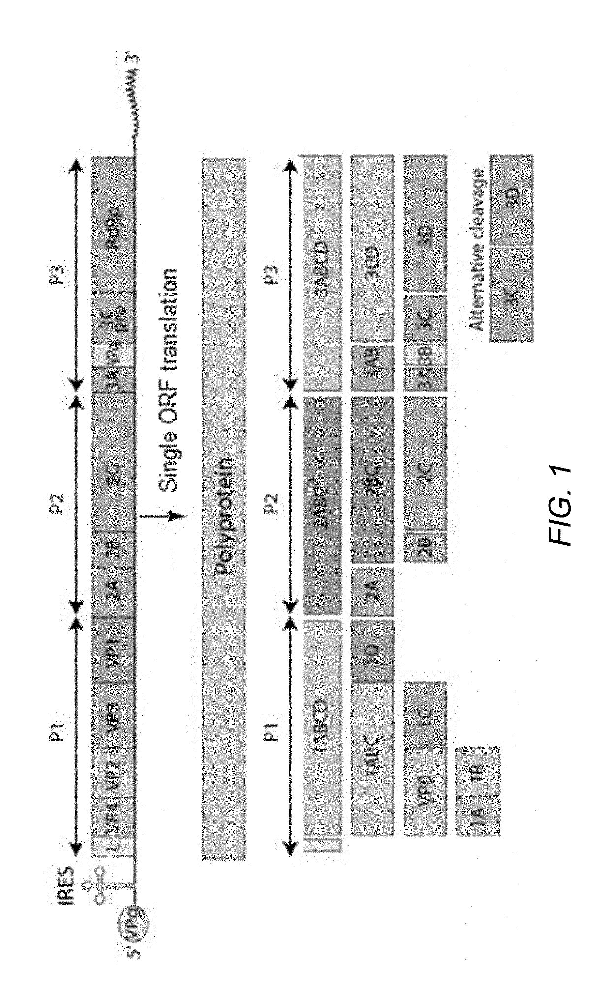 Method for producing foot-and-mouth disease virus (FMDV) viral proteins utilizing a modified fmdv 3c protease