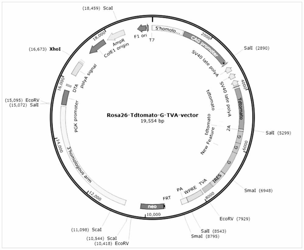 Transgenic animal production method and rabies animal model construction method