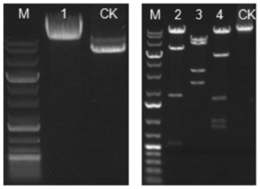 Transgenic animal production method and rabies animal model construction method