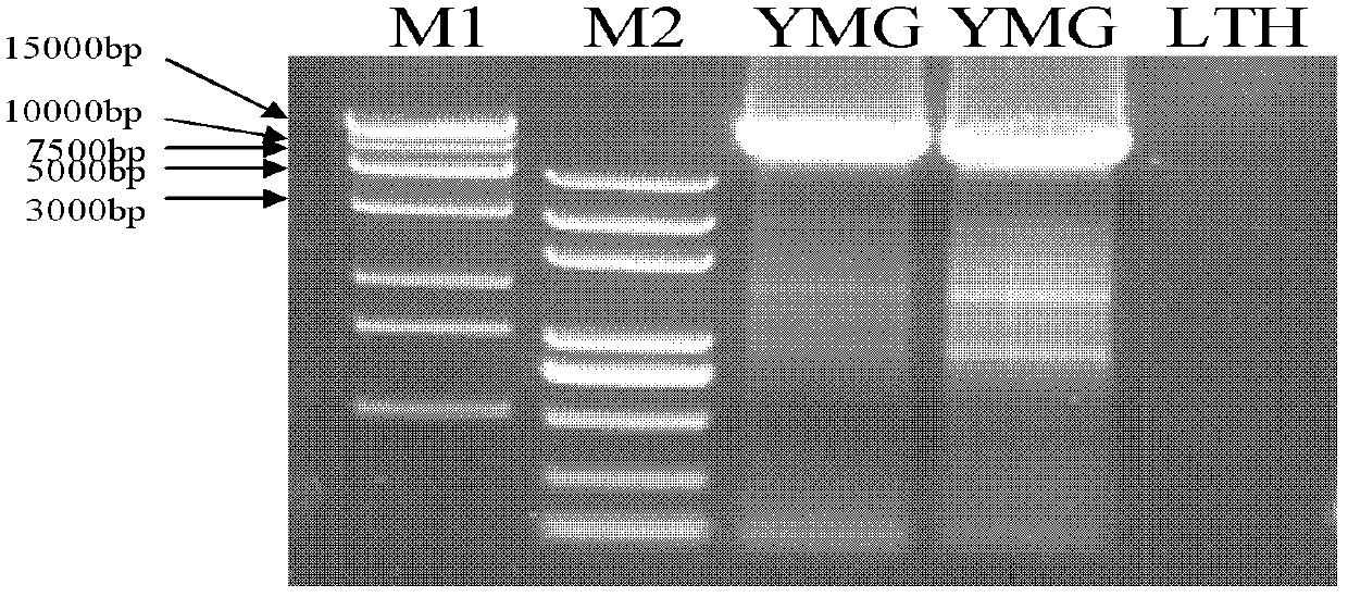 Rice blast resistance gene Piym2 and application thereof