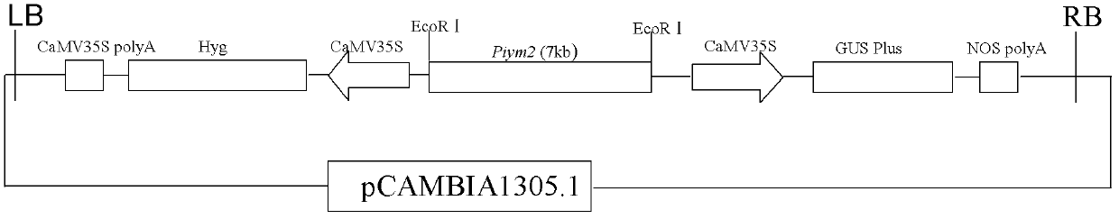 Rice blast resistance gene Piym2 and application thereof