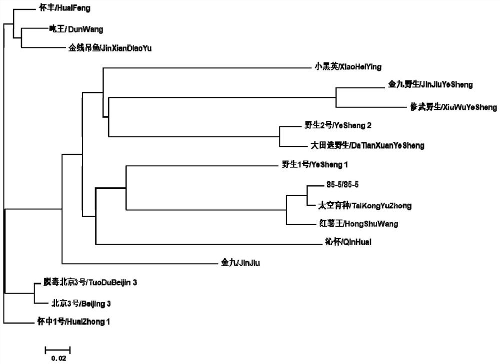 Molecular marker SSR primer for identifying genetic relationship and variety of rehmannia glutinosa variety, kit and application