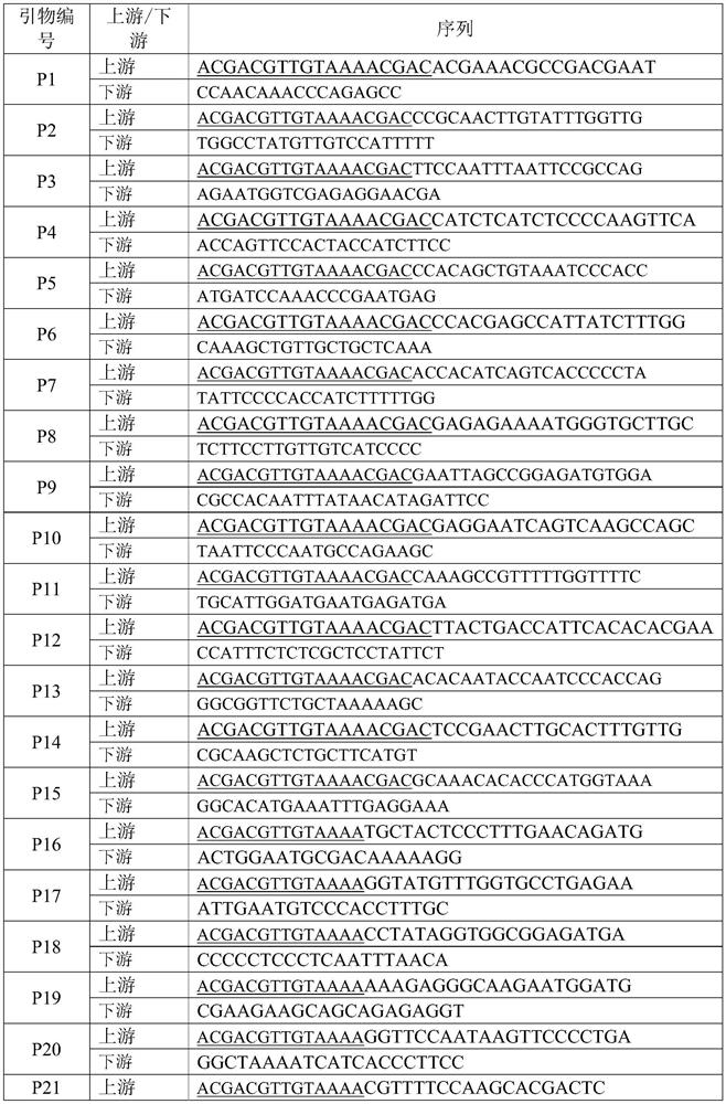 Molecular marker SSR primer for identifying genetic relationship and variety of rehmannia glutinosa variety, kit and application