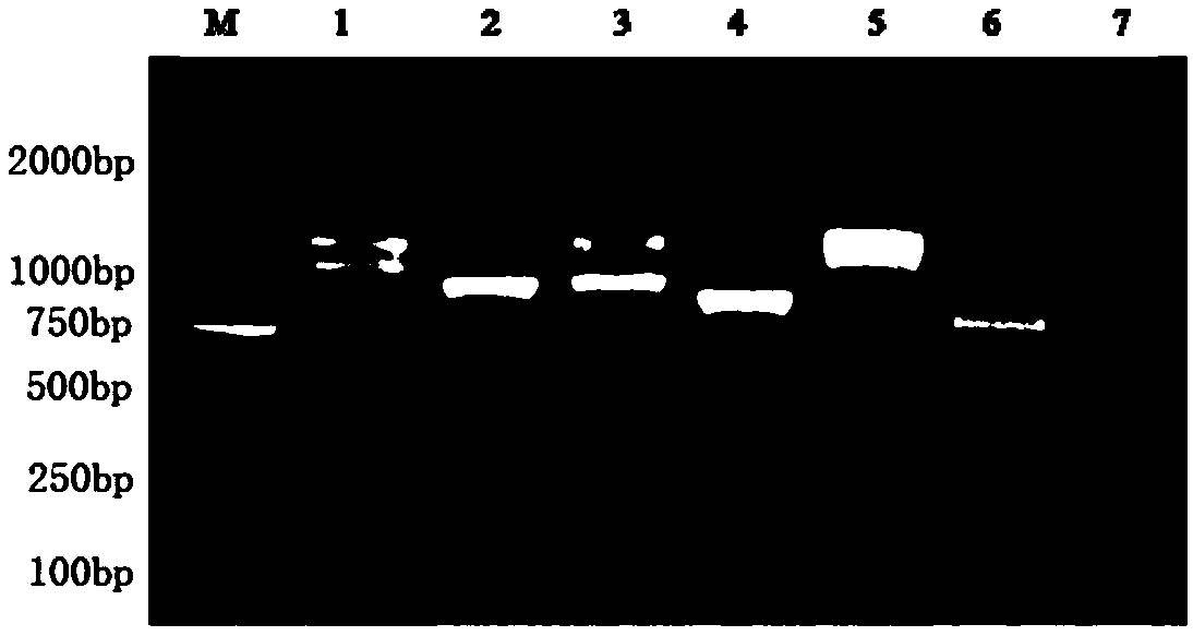 Pseudorabies virus gene deleted strain, inactivated vaccine for porcine pseudorabies, and preparation method and application of inactivated vaccine