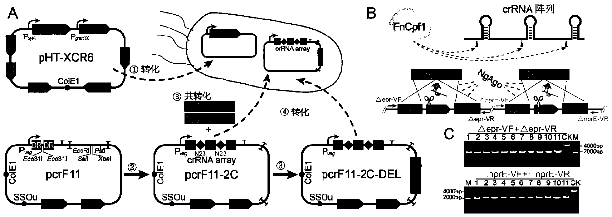 Bacillus subtilis polygene editing and expression adjusting and controlling system based on CRISPR Cpf1