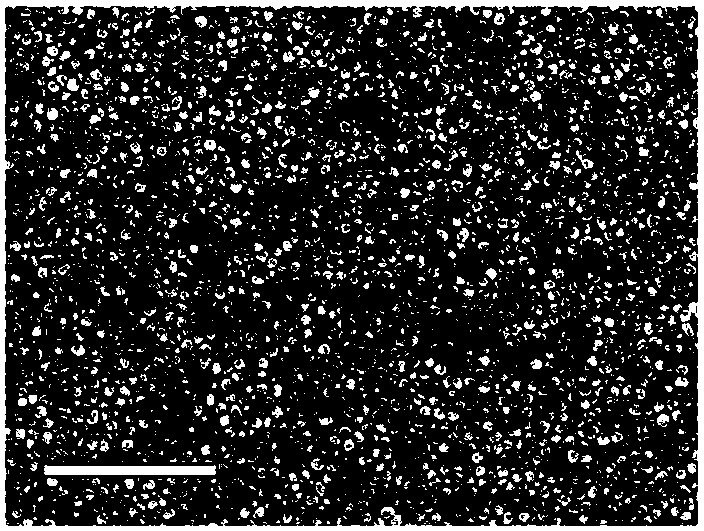 A surface-enhanced Raman spectroscopy base material, preparation method and application