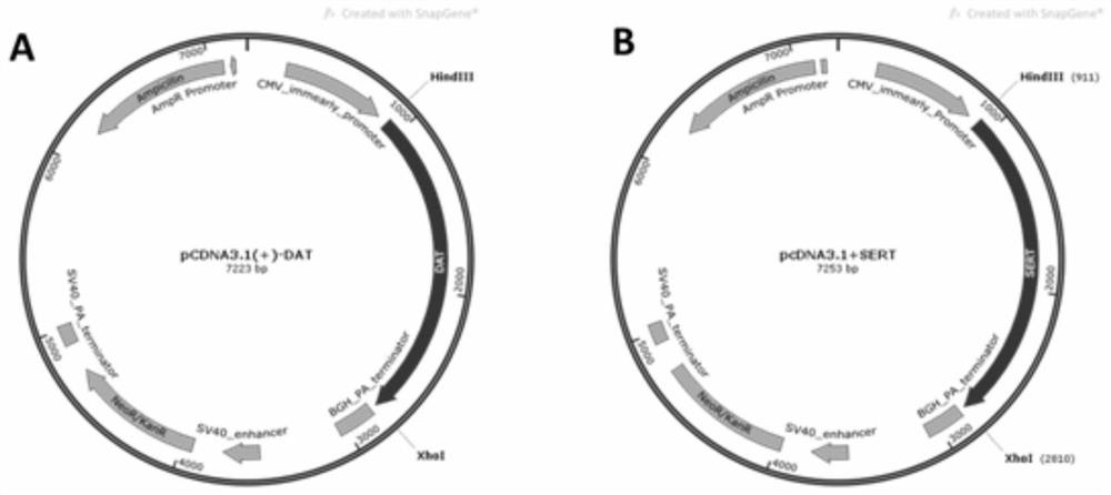 Method for analyzing action of drugs on monoamine transporter based on liquid chromatography-mass spectrometry