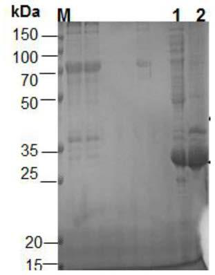 A kind of tiger skin shiitake mushroom immunoregulatory protein fip-lti1 and its preparation method and application