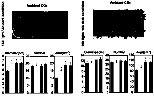 Application of phosphoserine aminotransferase gene in promoting plant growth and improving salt resistance