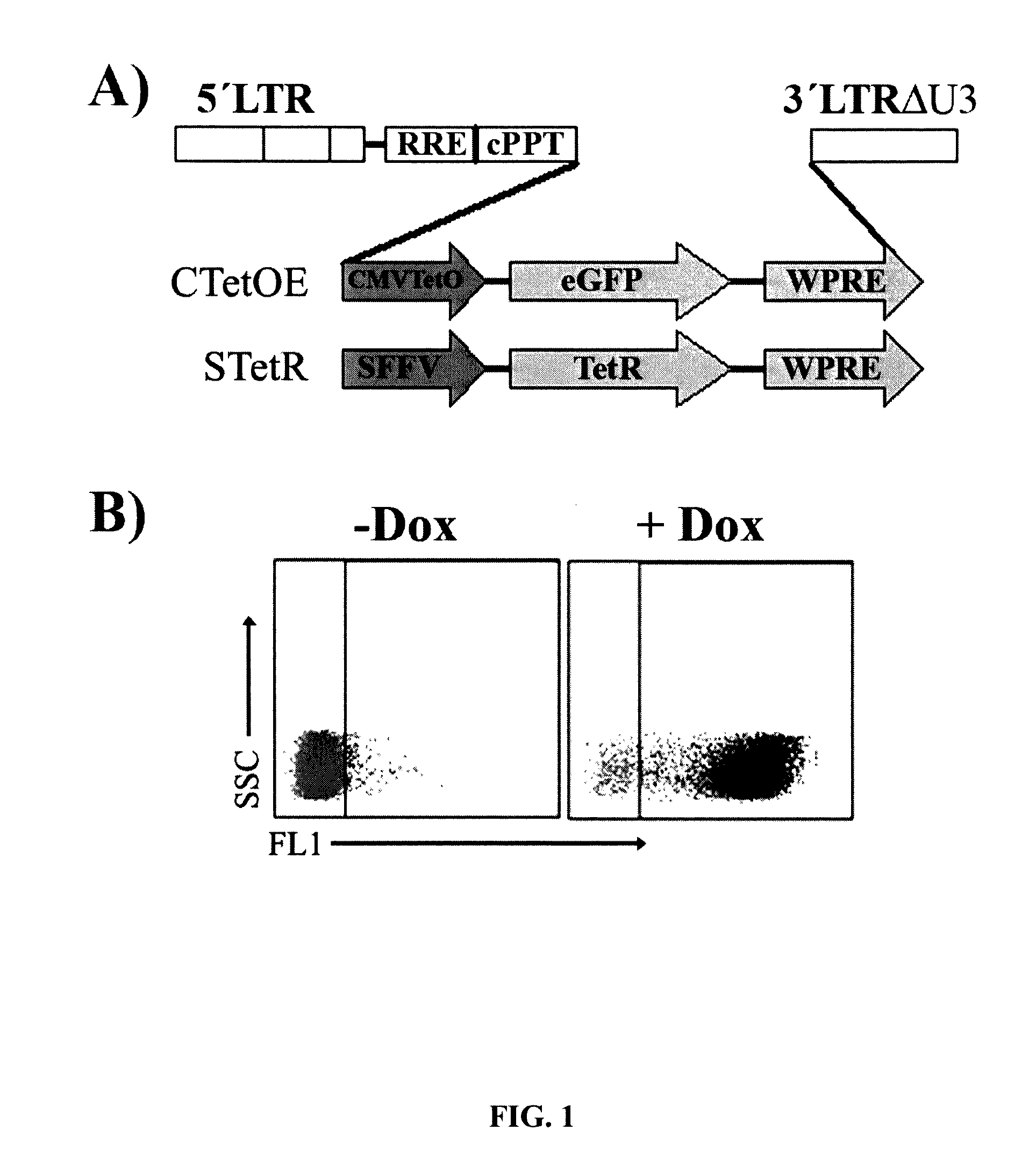 Highly inducible dual-promoter lentiviral tet-on system