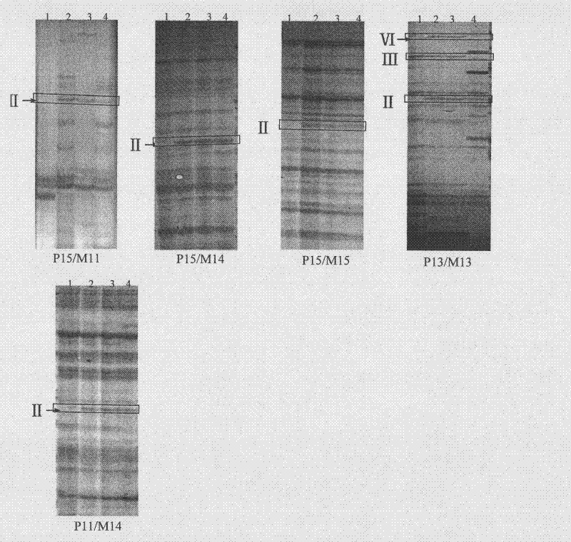 Genetic detection method of powdery mildew-resistant near-isogenic lines Brock/Jing411&lt;7&gt;