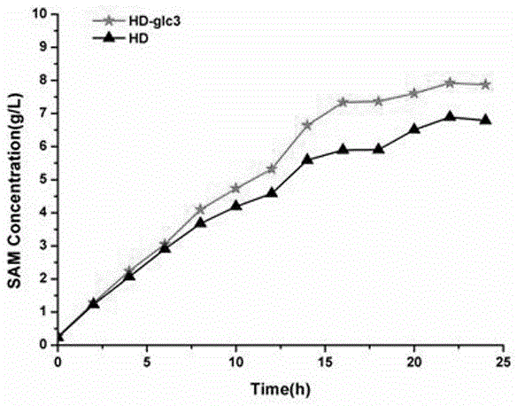 Method for increasing S-adenosyl-L-methionine yield by saccharomyces cerevisiae genetic engineering