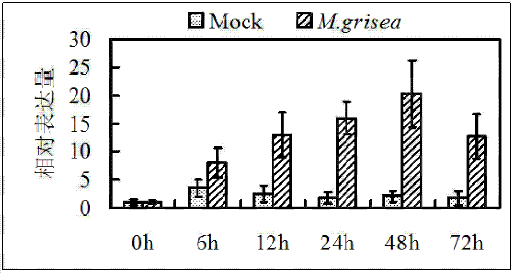 Application of rice WRKY transcription factor gene OsWRKY21 in cultivation of resistant varieties of plants