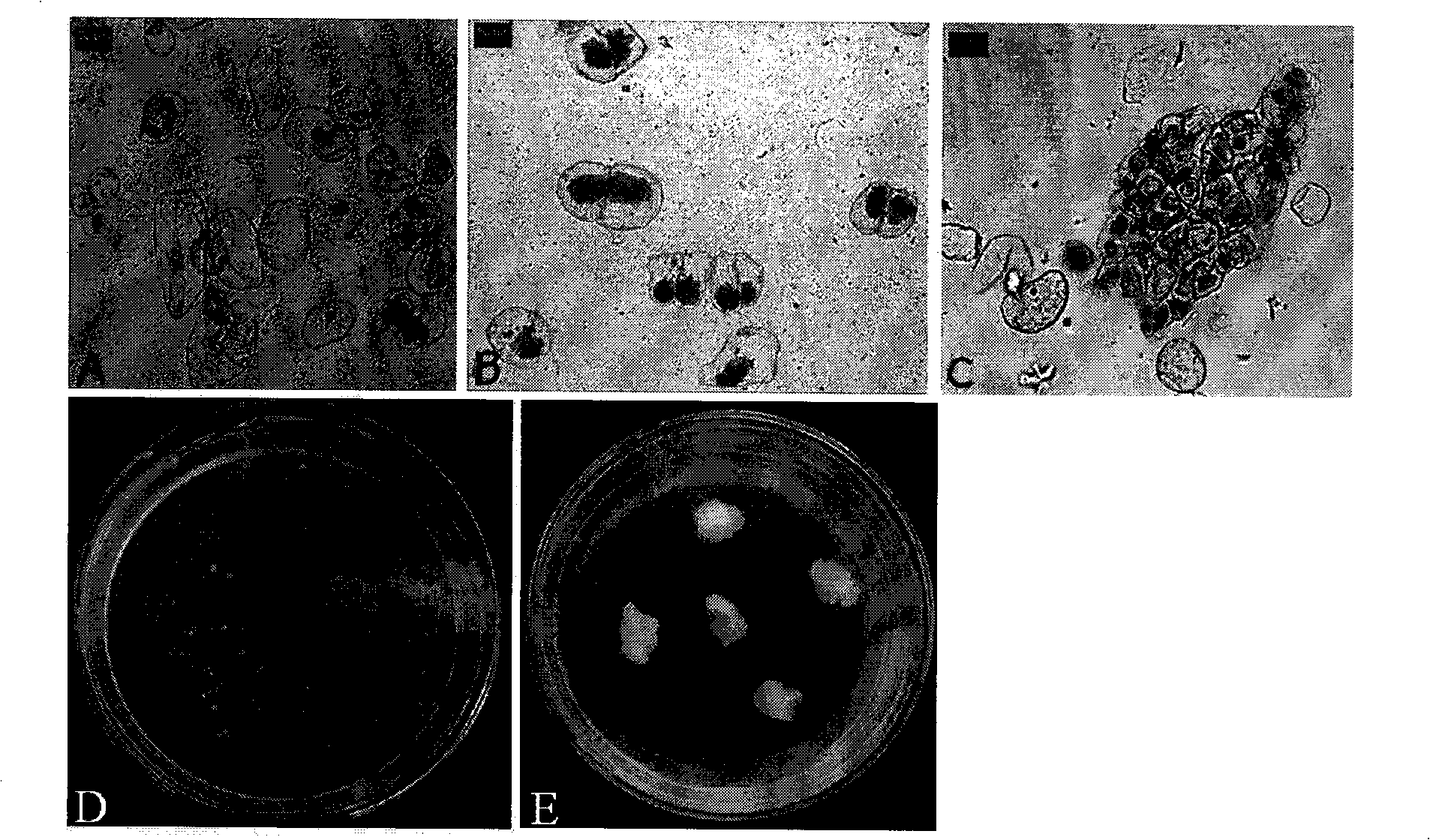 Preparation method of tuber pinellia polyploid plant