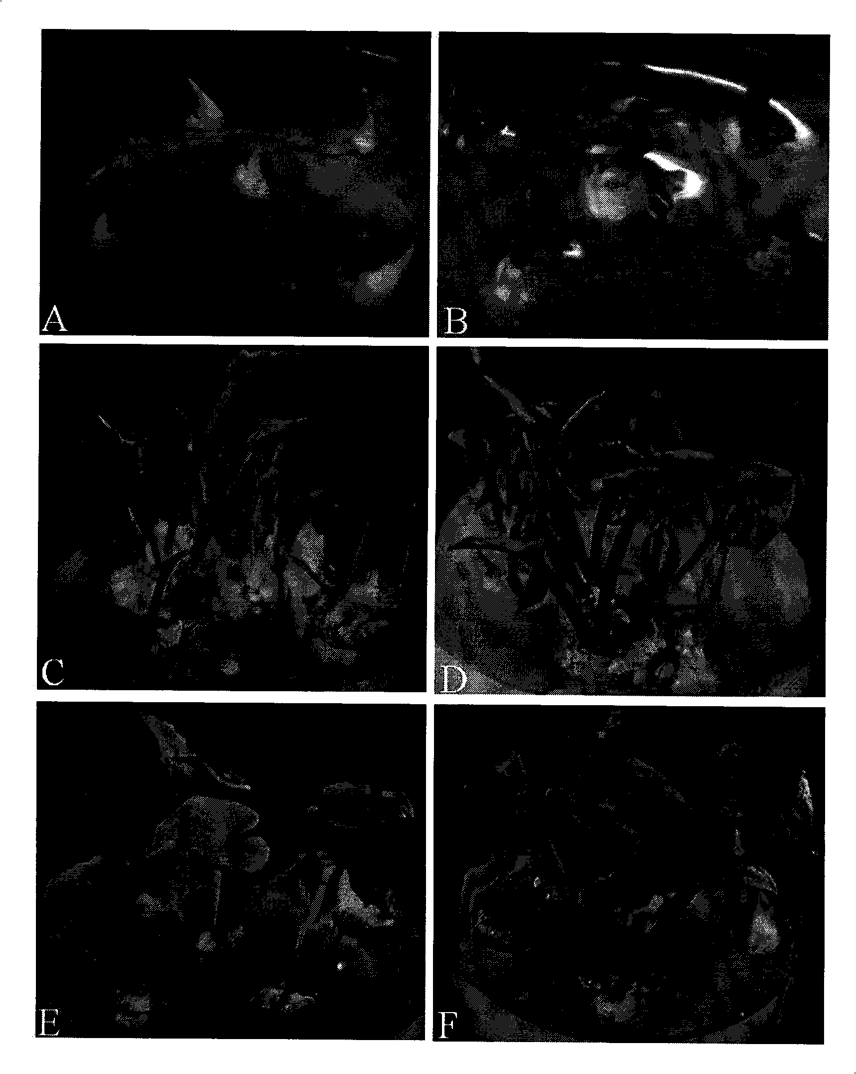 Preparation method of tuber pinellia polyploid plant