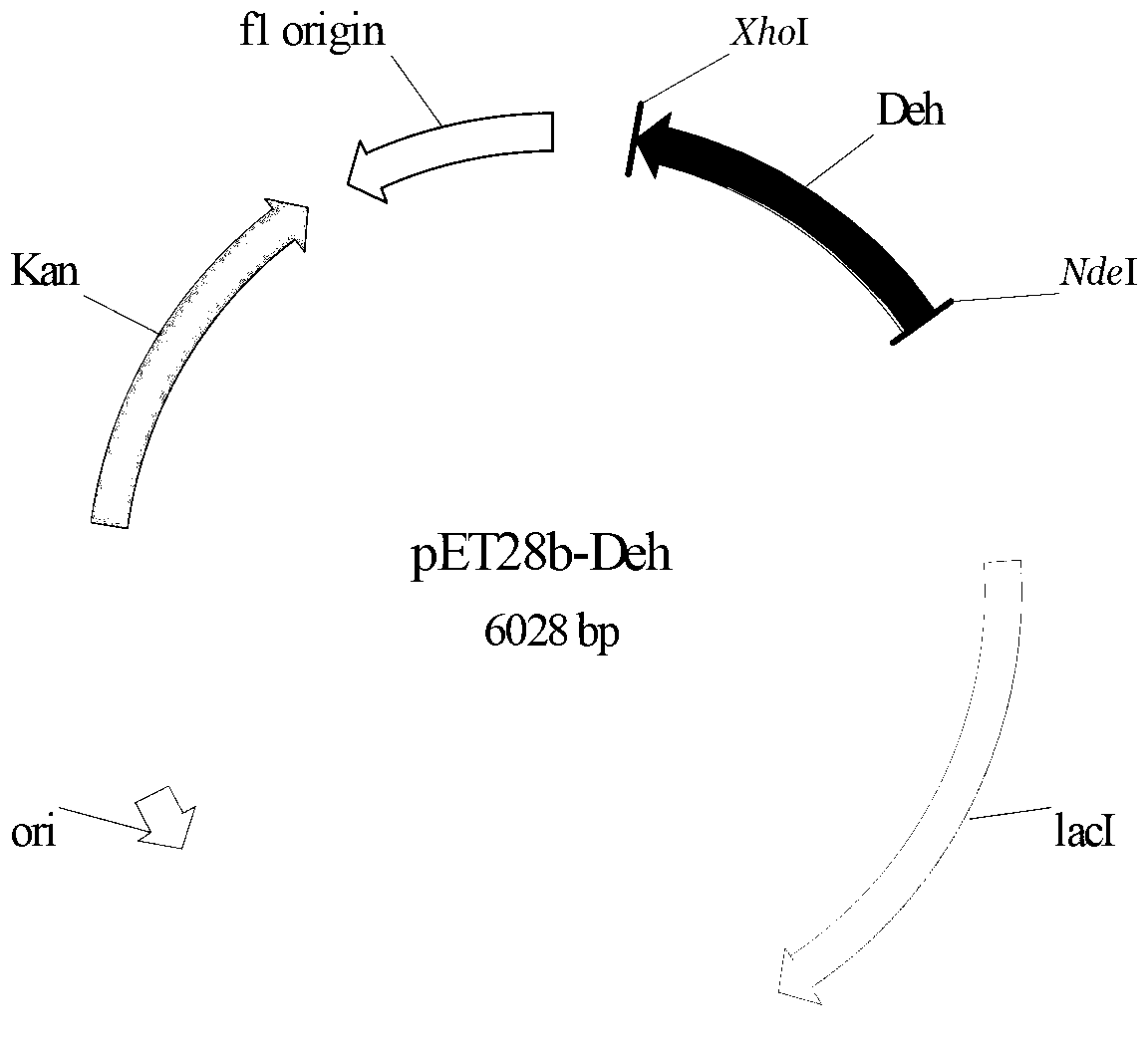 Halogenohydrin dehalogenation enzyme and encoding gene and vector and bacterial strain and application