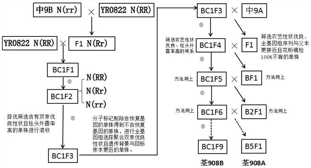 A method for rapid and precise breeding of three-line rice sterile lines using rice genomics technology