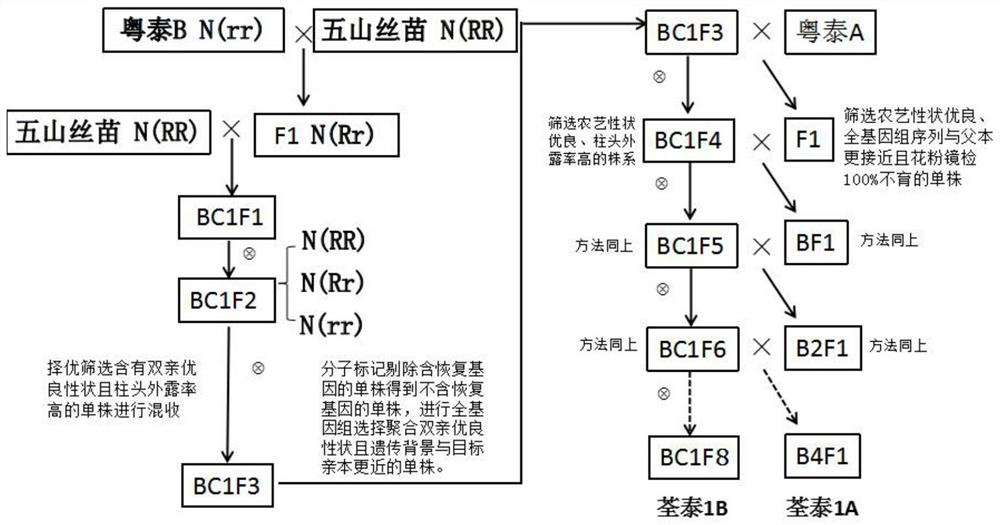 A method for rapid and precise breeding of three-line rice sterile lines using rice genomics technology
