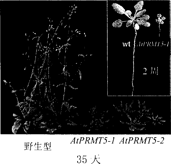 Protein arginine methyltransferase of Arabidopsis thalianum and its coding gene and application