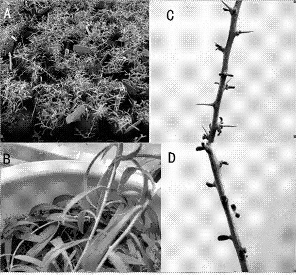 Method for cultivating thornless Lycium ruthenicum Murr.