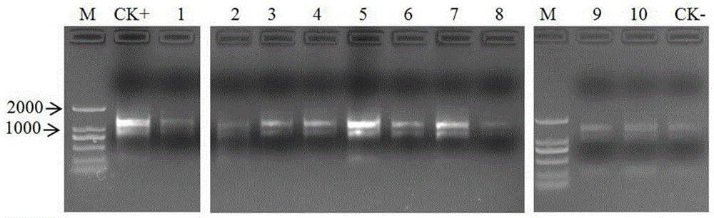 PCR primer pair for detecting cactus X virus and applications of PCR primer pair