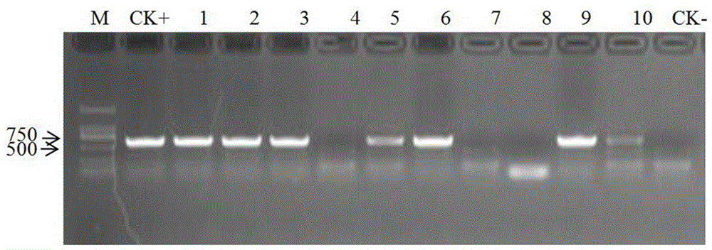 PCR primer pair for detecting cactus X virus and applications of PCR primer pair
