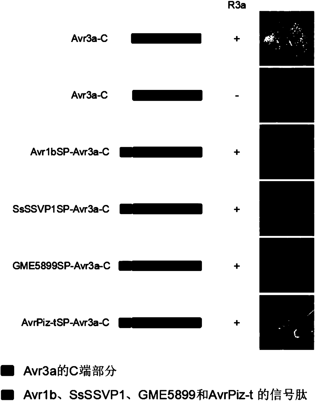 Method for indentifying non-toxic effect protein to identify signal peptide having secretion function by using anti-disease gene