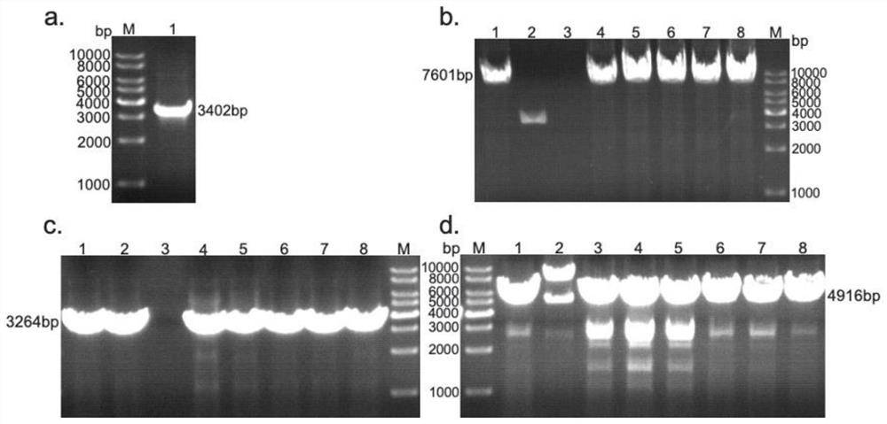 T7 expression system based on cytoplasm line plasmids and method for expressing protein in yeast by T7 expression system